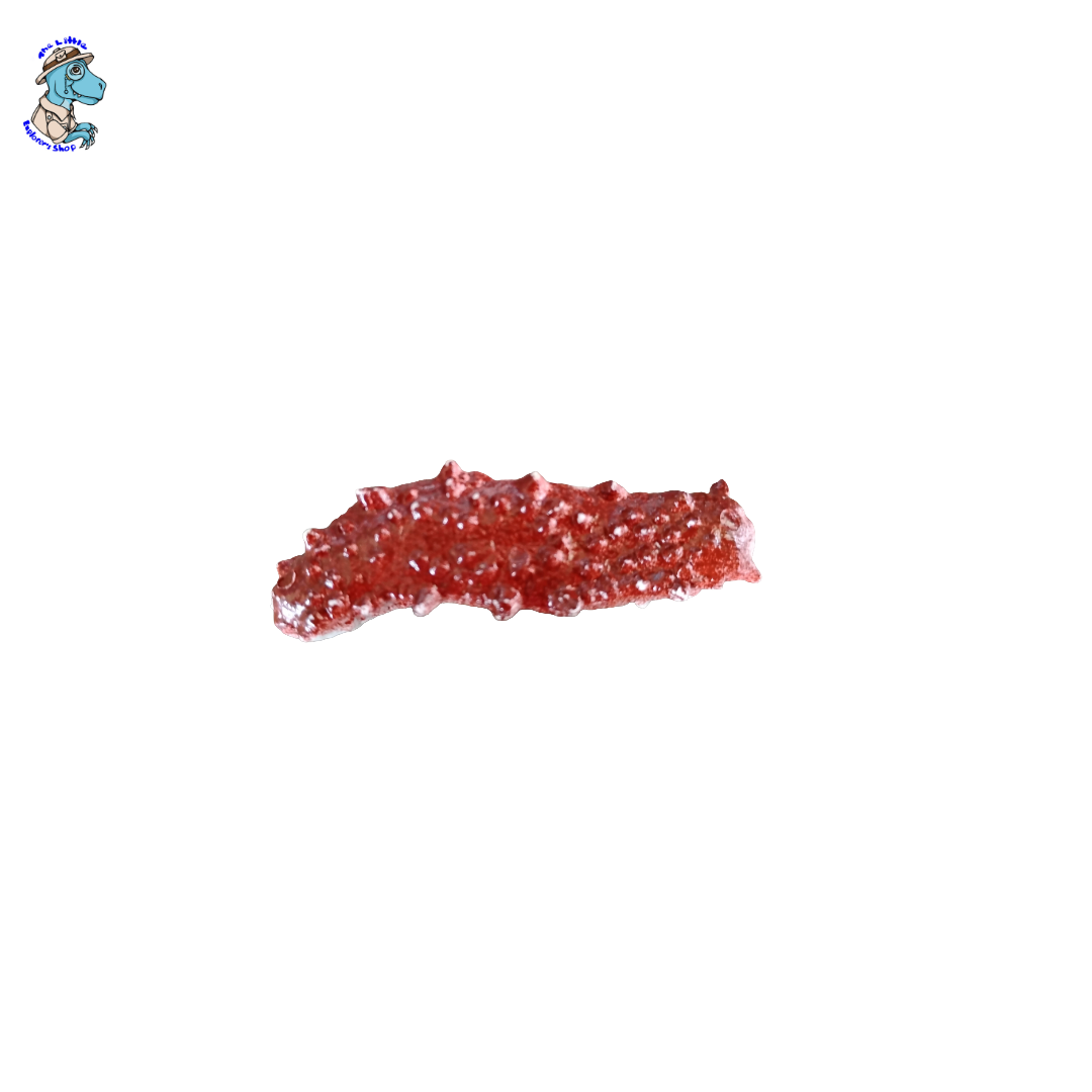 Sea Slug Surprise Soap!